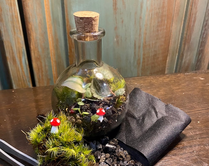 BYO Mini Bottle Terrarium Kit Etsy