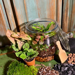 DIY Bioactive Terrarium Kit with Live Moss & Plants – Great for Homeschooling, Team Building, Birthday Parties, and Educational Activities
