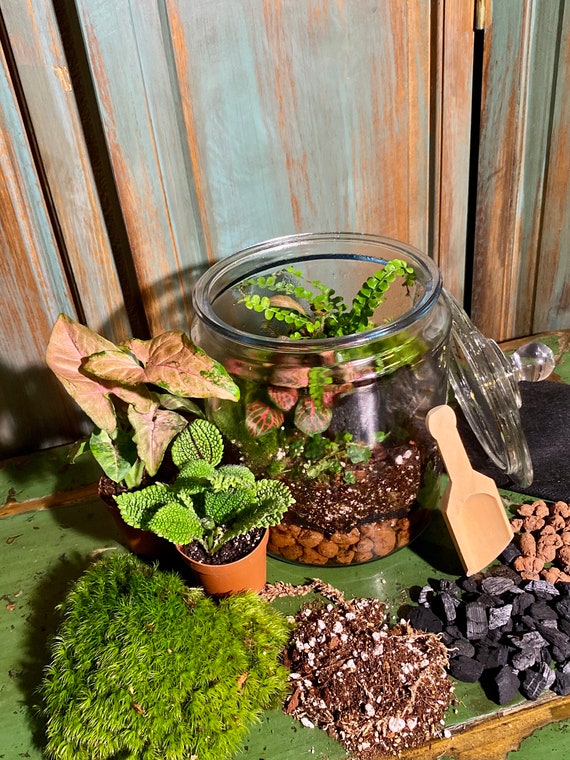 DIY Bioactive Terrarium Kit: Live Moss & Plants