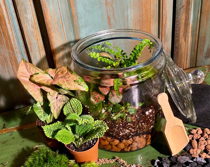 DIY Bioactive Terrarium Kit: Live Moss & Plants