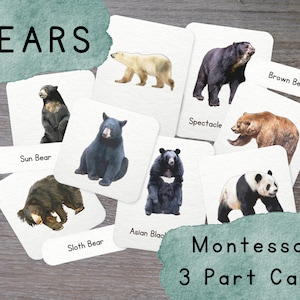 Espèces d'ours - Cartes en 3 parties - Montessori - Matériel d'apprentissage - Ressource pour l'école à la maison