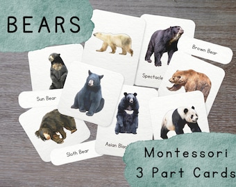 Bear Species 3 Part Cards- Montessori- Learning Material- Homeschool Resource