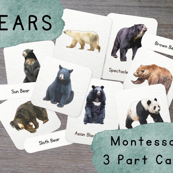 Bear Species 3 Part Cards- Montessori- Learning Material- Homeschool Resource