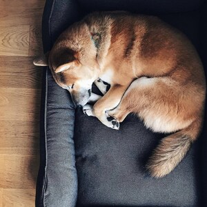 dog bed, dog bed large dogs, large dog bed, orthopedic dog bed, extra large dog bed, harley and cho, xl luxury dog bed, green dog bed, harleyandcho, modern pet bed, dog bed medium dog, xxl washable dog bed, dog couch sofa, dog bed puppy small dogs