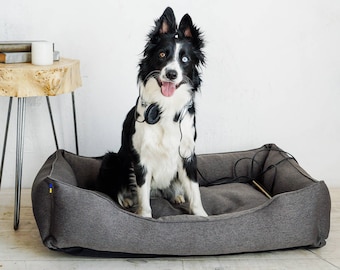 May include: A black and white border collie dog wearing headphones sits in a gray dog bed. The dog is looking at the camera with its tongue sticking out.