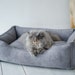 see more listings in the Bed for Cats section