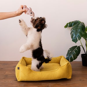 Könnte beinhalten: Ein kleiner schwarz-weißer Hund steht auf seinen Hinterbeinen in einem gelben Hundebett. Der Hund spielt mit einem rosa Spielzeug. Im Hintergrund steht eine grüne Pflanze.