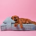 see more listings in the Memory Foam Petbeds section