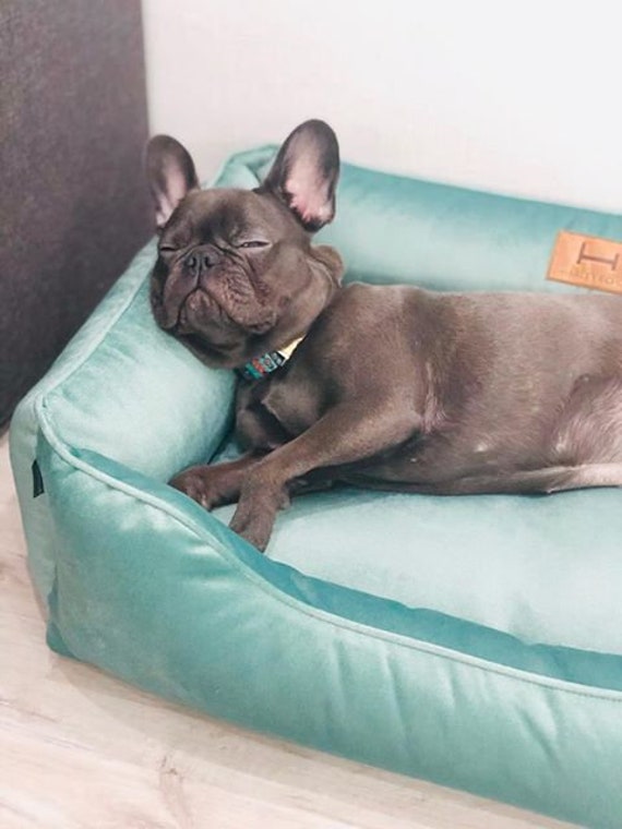 turquoise dog bed
