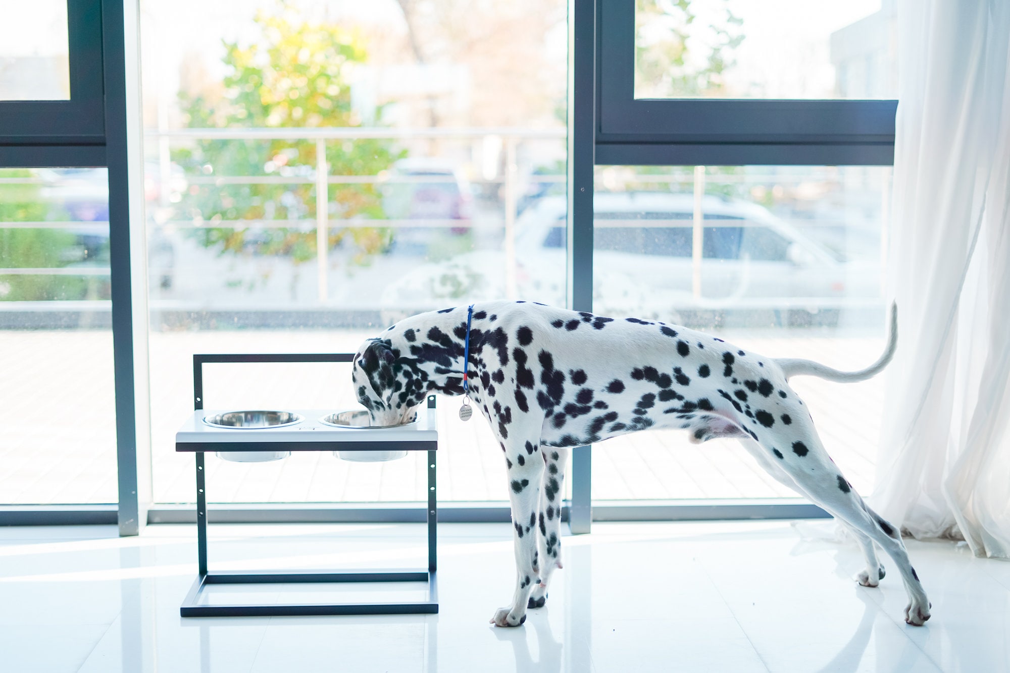 Bols Pour Chiens Hauteur Réglable Double Mangeoire Animaux de Compagnie/Chiot Surélevée Grand Chien 