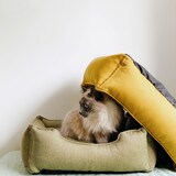 Flash Finds: Pet Supplies