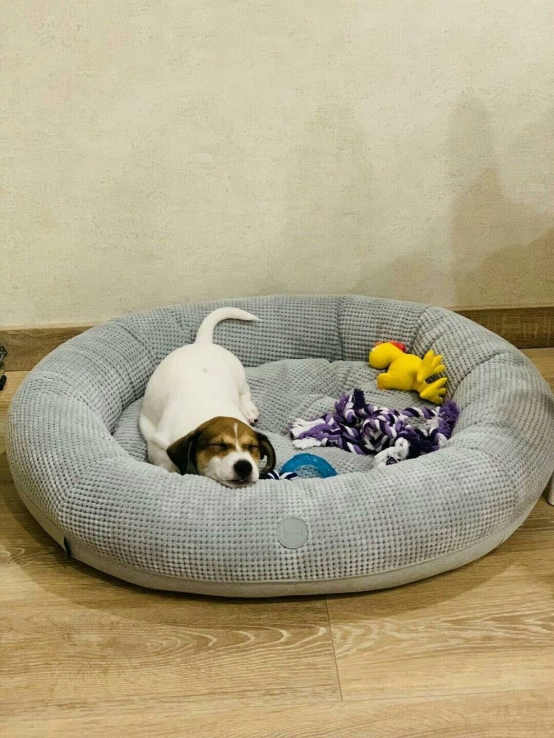 Oval Shaped Dog Bed Donut, Grey Dog Bed, Winter Dog Bed, Cuddler Dog