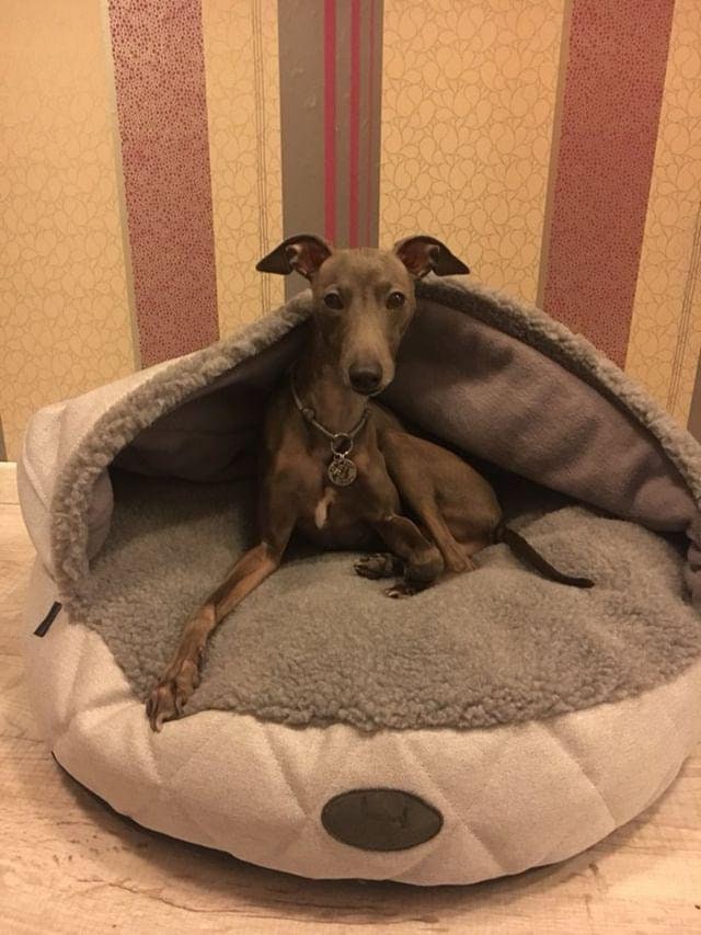 Plüschige Höhlenbett für Hund Betthöhle kuschelige Etsy