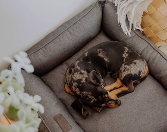 Puede incluir: Un perro manchado de blanco y negro durmiendo en una cama para perros gris con una etiqueta de cuero marrón. La cama está sobre una superficie de madera.