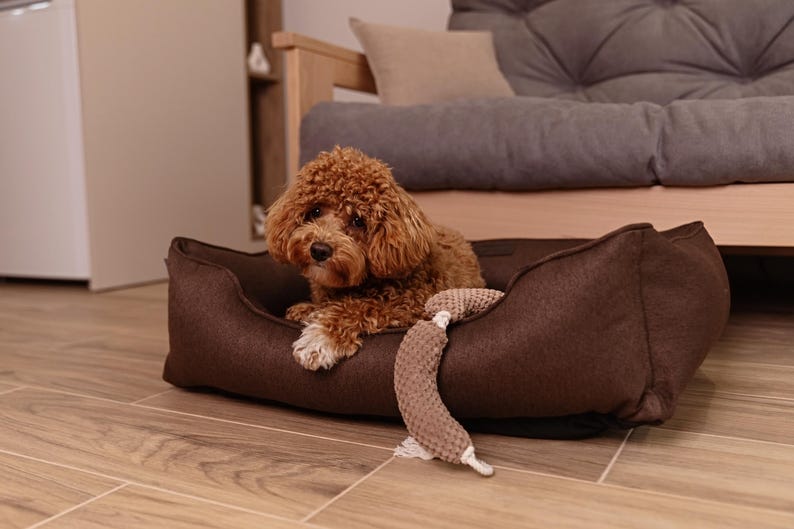 May include: A brown dog bed with a plush, textured surface. A small, curly-haired, brown dog is resting inside the bed. A beige and white dog toy is lying next to the bed. The bed is on a wooden floor.