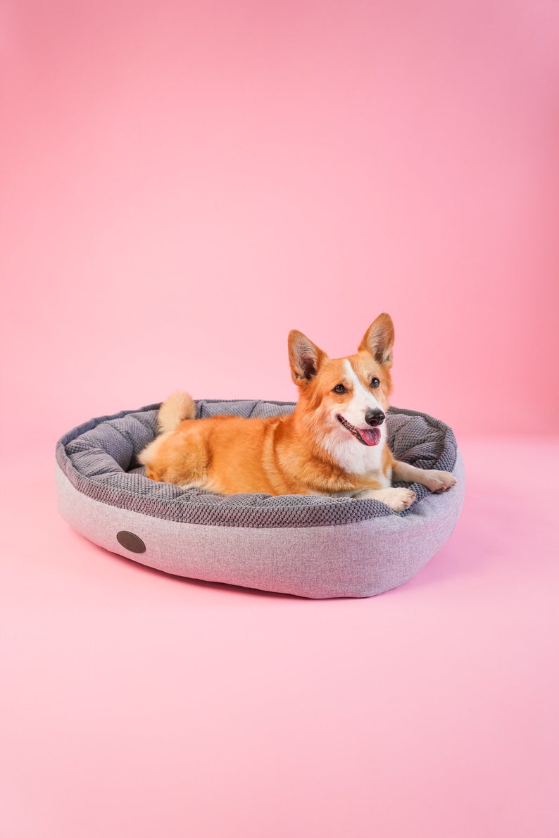 May include: A brown and white dog laying in a gray dog bed on a pink background.