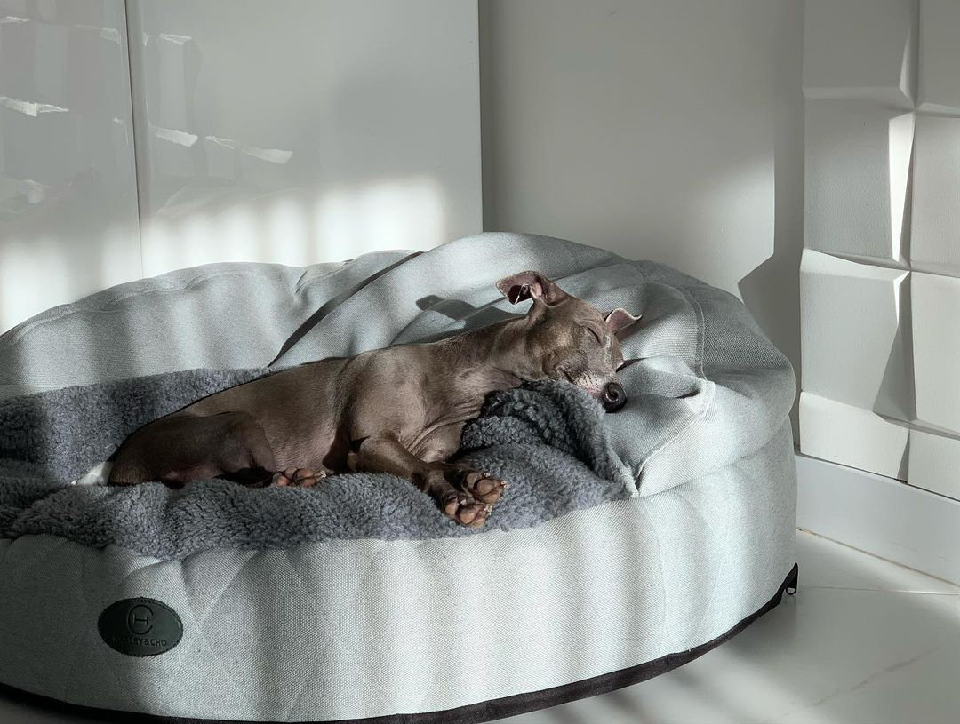 De daadwerkelijke ozon Vermomd Dog Cave Bed - Etsy