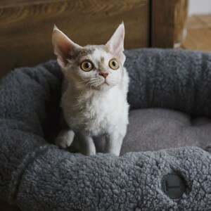 Puede incluir: Un gato blanco y marr&oacute;n de pelo rizado con ojos amarillos se sienta en una cama redonda para mascotas de color gris. La cama tiene un forro grueso y peludo y una etiqueta negra con una letra "H" en ella.
