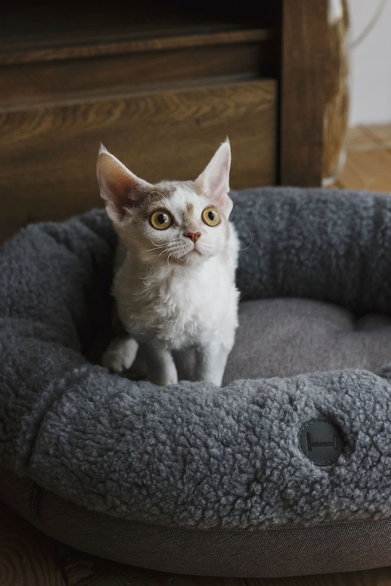Puede incluir: Un gato blanco y marr&oacute;n de pelo rizado con ojos amarillos se sienta en una cama redonda para mascotas de color gris. La cama tiene un forro grueso y peludo y una etiqueta negra con una letra "H" en ella.