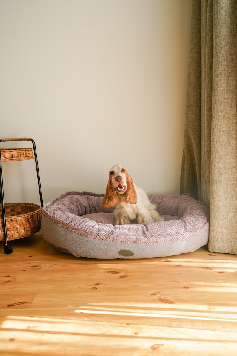 May include: A white and brown cocker spaniel dog sitting in a light purple and gray dog bed. The dog bed is on a light wood floor.
