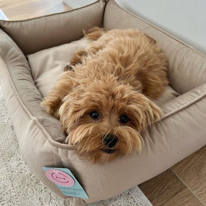 May include: A small, tan dog rests in a beige dog bed. The dog has fluffy, light brown fur and dark eyes. The bed has a rectangular shape with a soft, cushioned interior and a tag that reads "Harley & Cho."