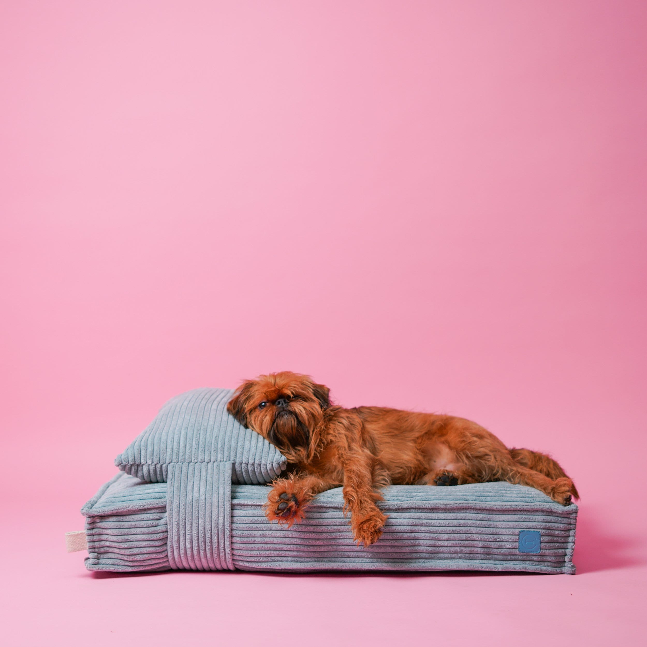 Lit Pour Chien Avec Housse
