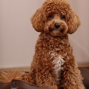 May include: A brown dog with curly fur sits in a brown dog bed. The dog has a white patch of fur on its chest and is looking directly at the camera. The dog bed has a rounded shape.
