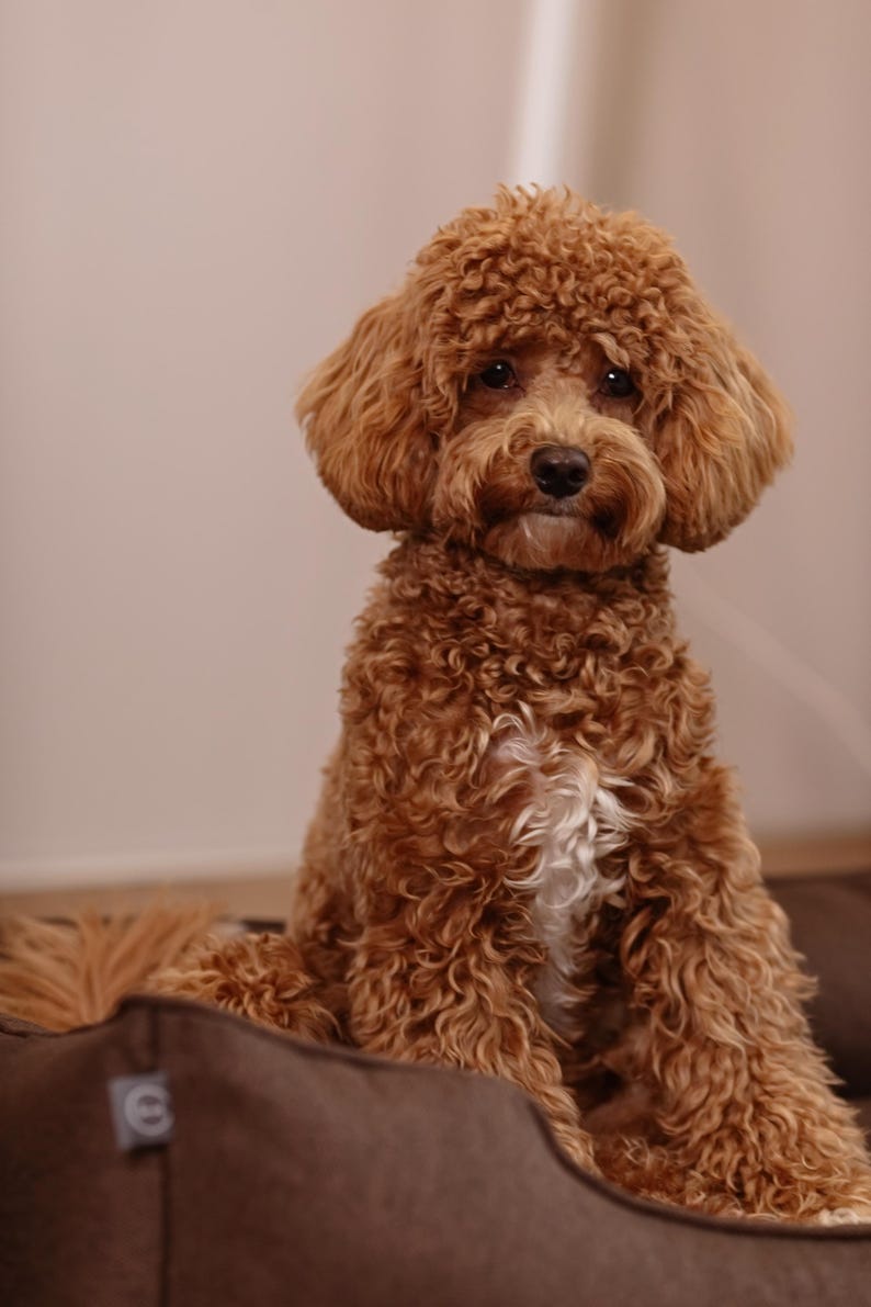 May include: A brown dog with curly fur sits in a brown dog bed. The dog has a white patch of fur on its chest and is looking directly at the camera. The dog bed has a rounded shape.