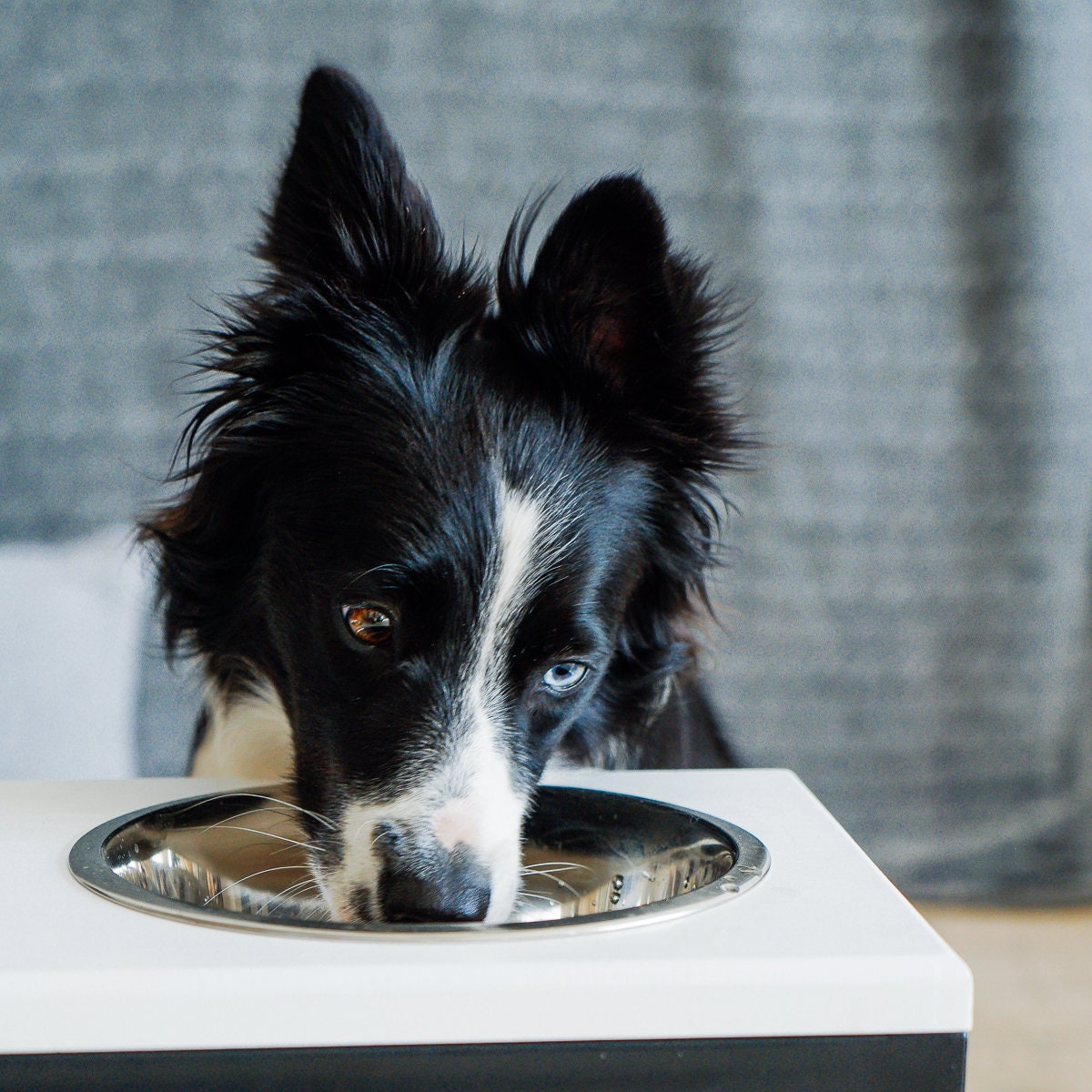 Elevated Dog Feeding Table for Large Size Dog / Raised Feeder Etsy