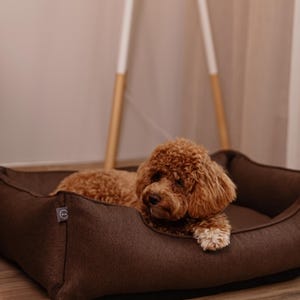 May include: A brown dog bed with a textured fabric, featuring a small, curly-haired dog resting inside. The bed has a low profile and a rounded shape. The dog is a light brown color and is looking towards the viewer.