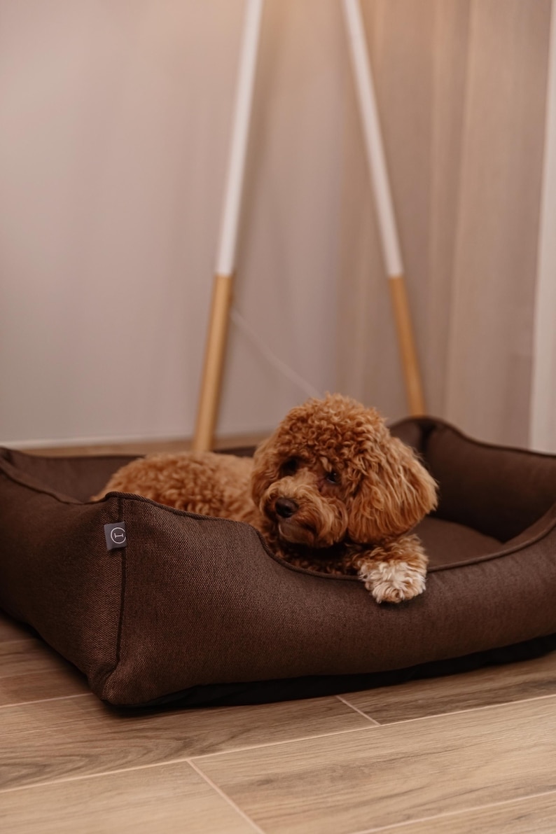 May include: A brown dog bed with a textured fabric, featuring a small, curly-haired dog resting inside. The bed has a low profile and a rounded shape. The dog is a light brown color and is looking towards the viewer.