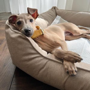 May include: A light brown Italian Greyhound puppy wearing a yellow collar, resting in a beige dog bed. The dog is lying down with its paws crossed, looking directly at the camera. The bed is on a wooden floor.
