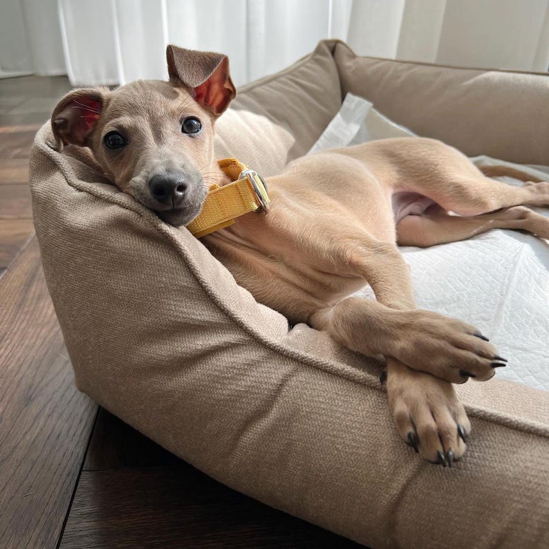 May include: A light brown Italian Greyhound puppy wearing a yellow collar, resting in a beige dog bed. The dog is lying down with its paws crossed, looking directly at the camera. The bed is on a wooden floor.