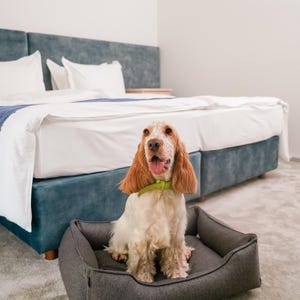 May include: A Cocker Spaniel dog with tan and white fur sits in a gray dog bed. The dog is wearing a green collar and is in a bedroom with a blue bed and white bedding. The dog bed is rectangular.