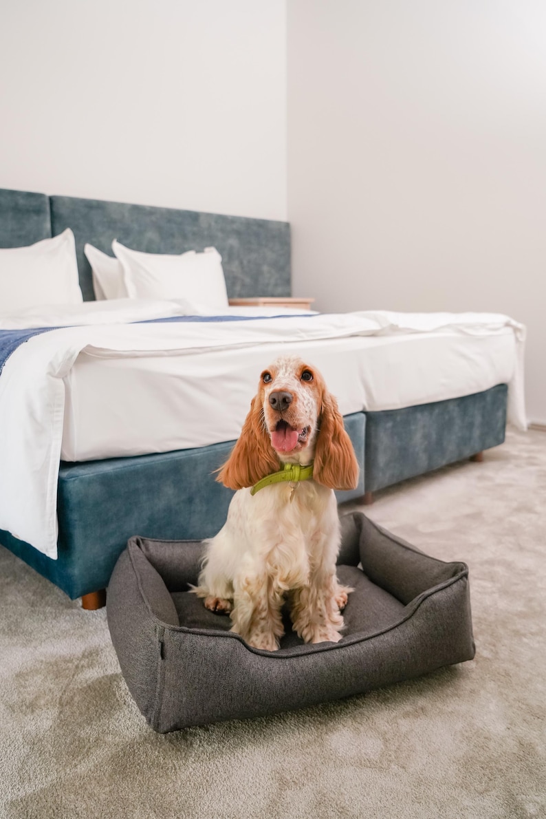 May include: A Cocker Spaniel dog with tan and white fur sits in a gray dog bed. The dog is wearing a green collar and is in a bedroom with a blue bed and white bedding. The dog bed is rectangular.
