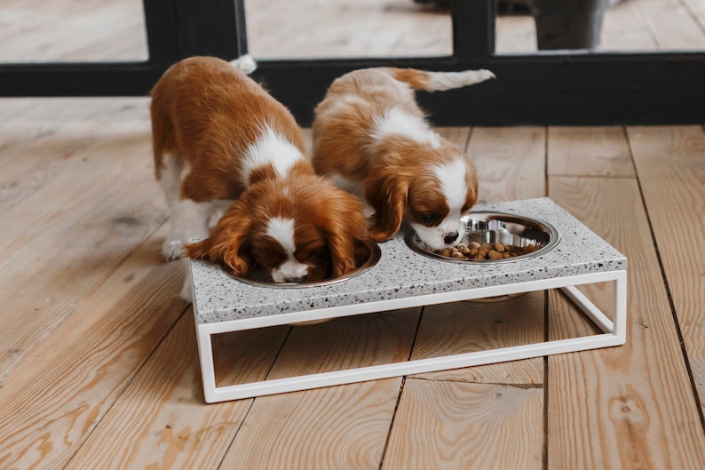 May include: Two Cavalier King Charles Spaniel dogs eating from elevated stainless steel bowls on a gray and white terrazzo surface. The bowls are raised on a white metal frame.
