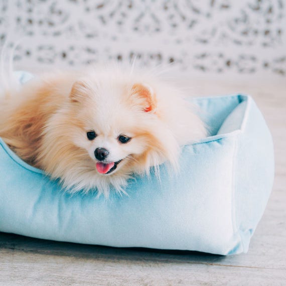 Dog Blue Velvet Bed Pet Bed Couch Plush Mat For Spitz Etsy Dog Blue Velvet Bed Pet Bed Couch Plush Mat For Spitz Etsy