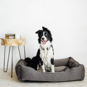 May include: A black and white Border Collie dog with one blue eye and one brown eye sits in a gray dog bed. The dog wears silver headphones around its neck. A small side table with books and a mug is to the left.