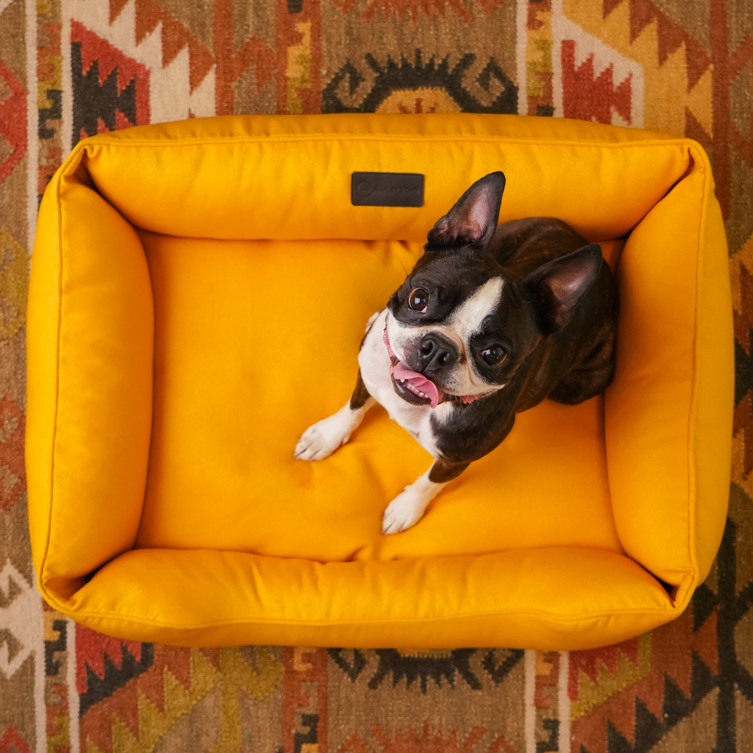 What Size Bed For French Bulldog