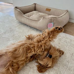 May include: A tan dog bed with a rectangular shape and raised sides. The bed has a soft, cushioned interior and a tag attached to the side. A light brown dog is lying on a patterned rug.