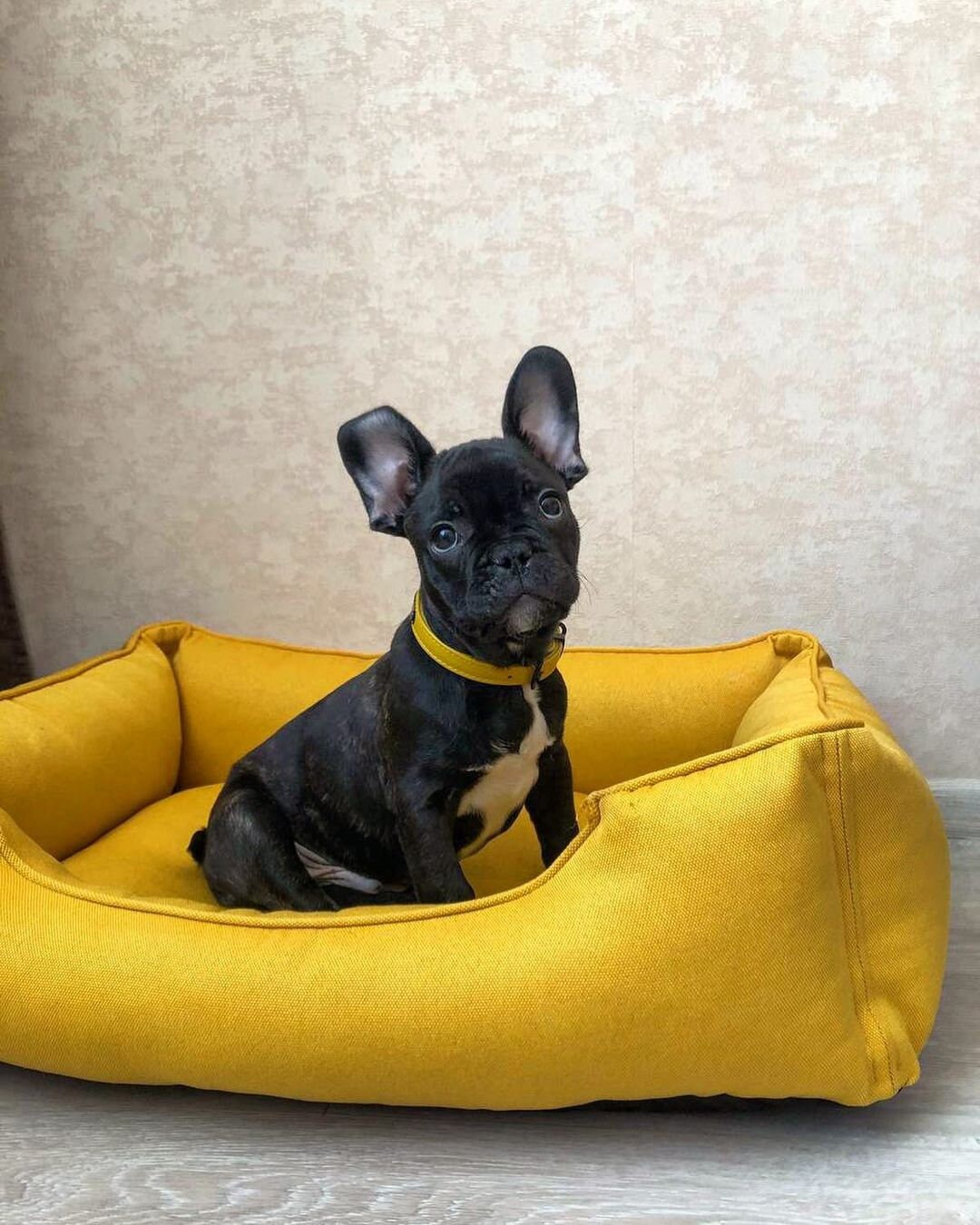 YELLOW Dog Bed XS Xxl Size Mat for Dog Gift for Dog Owners Etsy