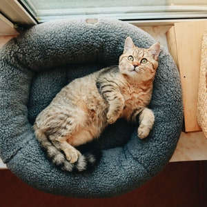 Puede incluir: Un gato atigrado con ojos verdes yace en una cama de mascota gris y esponjosa. El gato est&aacute; mirando hacia arriba a la c&aacute;mara con una expresi&oacute;n curiosa.