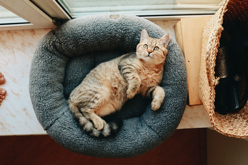 Puede incluir: Un gato atigrado con ojos verdes yace en una cama de mascota gris y esponjosa. El gato est&aacute; mirando hacia arriba a la c&aacute;mara con una expresi&oacute;n curiosa.