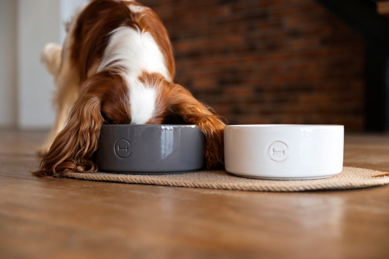May include: A brown and white dog eats from a grey ceramic dog bowl. A white ceramic dog bowl is next to the grey bowl.