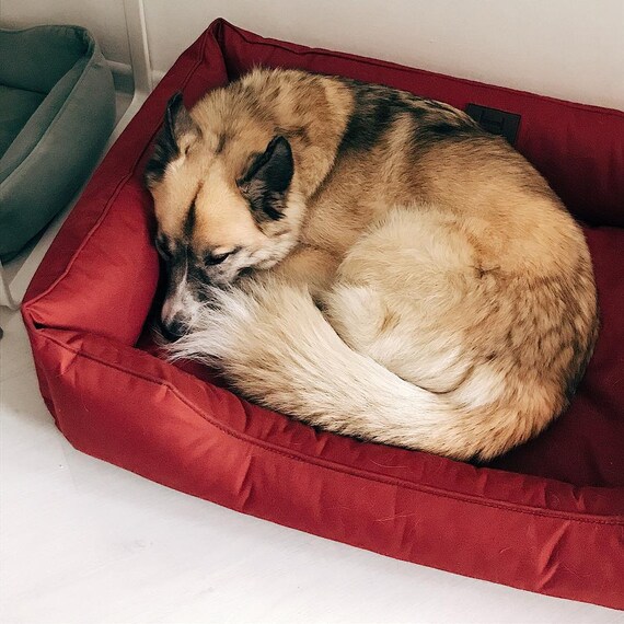 outdoor dog bed