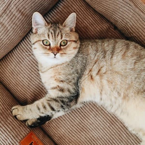 Beige corduroy bed for cat, Gift for cat owners, Gift For Pet