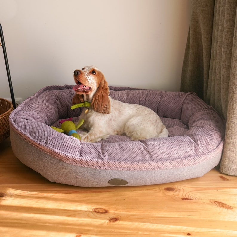 May include: A brown and white dog with a green collar is lying in a purple and gray dog bed. The dog bed is on a wooden floor.