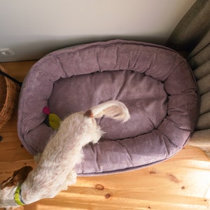 May include: A small, white and brown dog stands near a plush, purple dog bed. The bed is oval shaped and has a thick, quilted border.