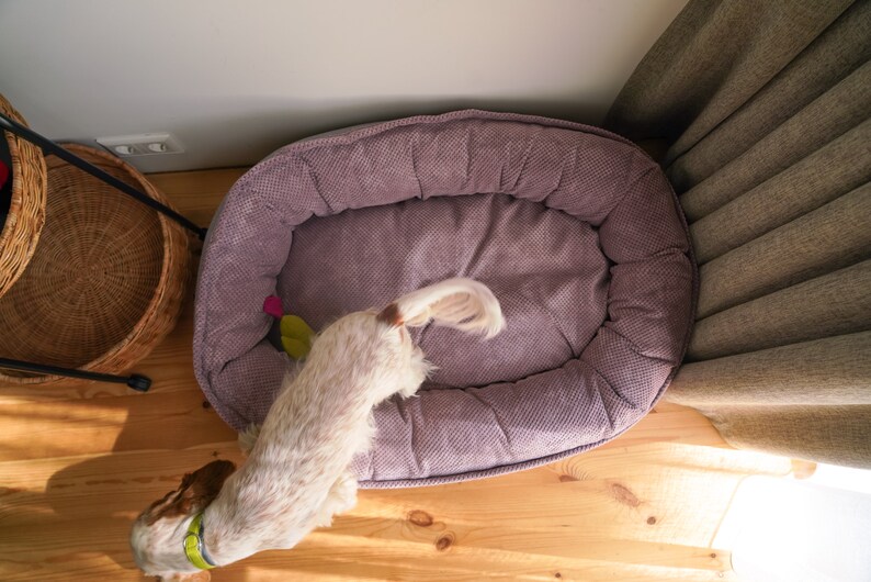 May include: A small, white and brown dog stands near a plush, purple dog bed. The bed is oval shaped and has a thick, quilted border.