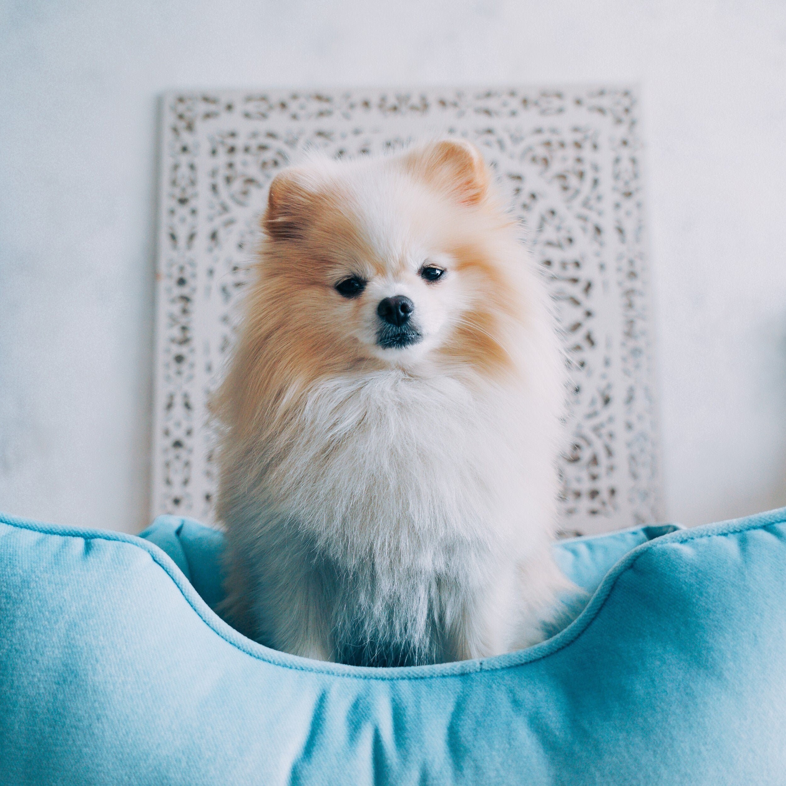 Dog Blue Velvet Bed Pet Bed Couch Plush Mat For Spitz Etsy Dog Blue Velvet Bed Pet Bed Couch Plush Mat For Spitz Etsy